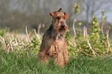 WELSH TERRIER 104